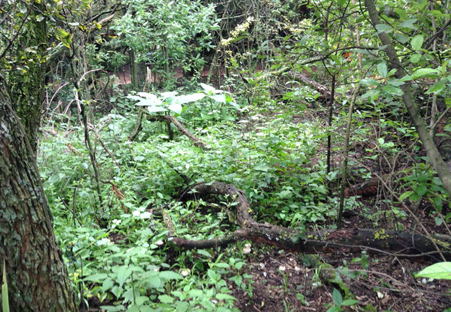 Photograph © Friends of the Kloofendal Nature Reserve