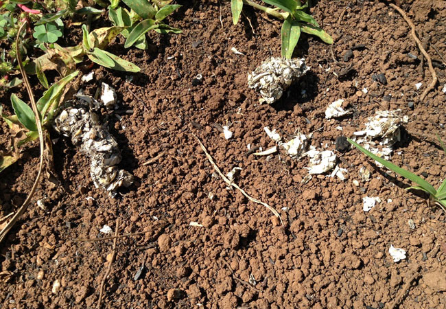 Photograph © Friends of the Kloofendal Nature Reserve