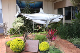 Durban Sharks