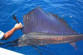 Lucia Deep  Fishing on Deep Sea Fishing Charter In St Lucia  Kwazulu Natal