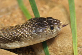 Durban Snake Park