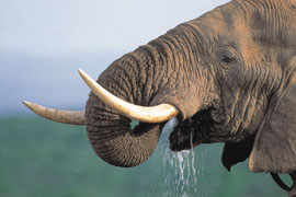 African Elephant Food