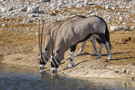 Gemsbok Photos