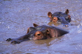Hippo Swamp