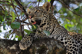 leopard panthera pardus