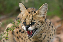 Black Serval