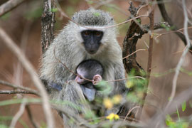 The Vervet Monkey