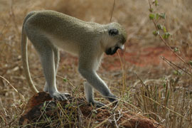 The Vervet Monkey