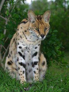 http://www.sa-venues.com/wildlife/images/serval.jpg