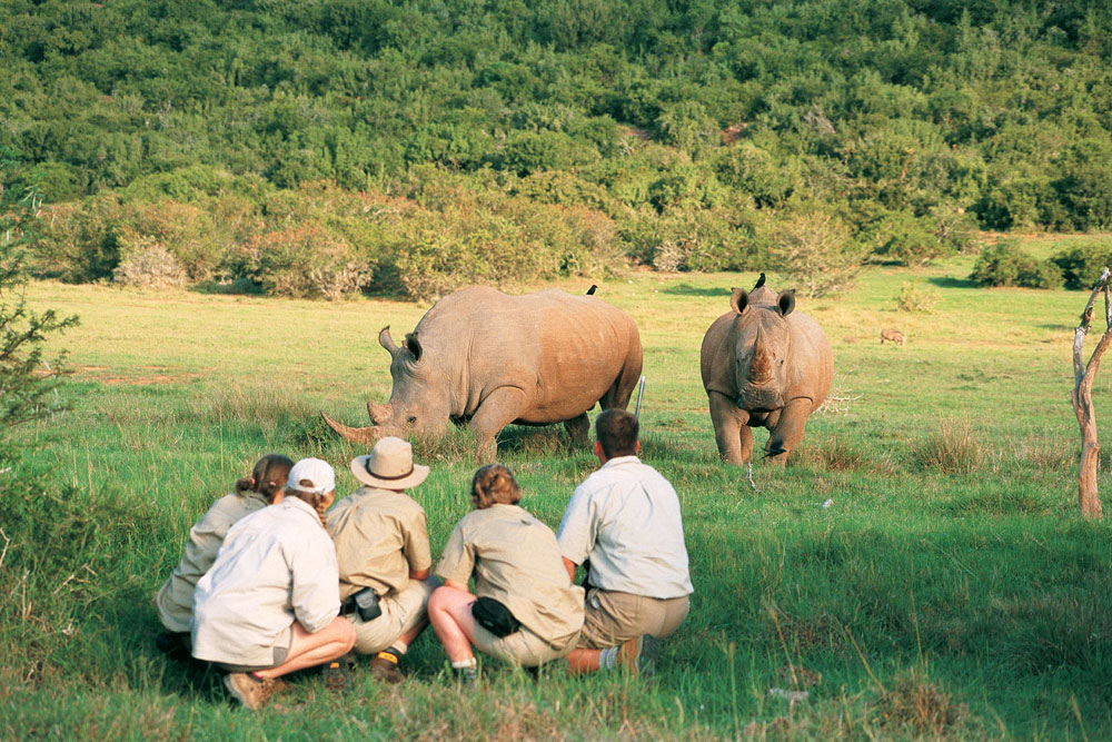 Rhino Tracking in South Africa