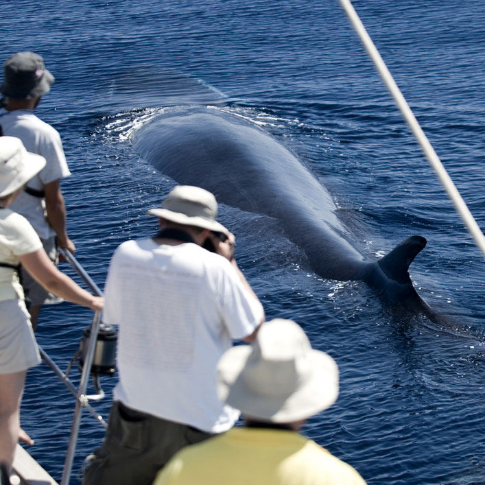 Whale Watching in South Africa