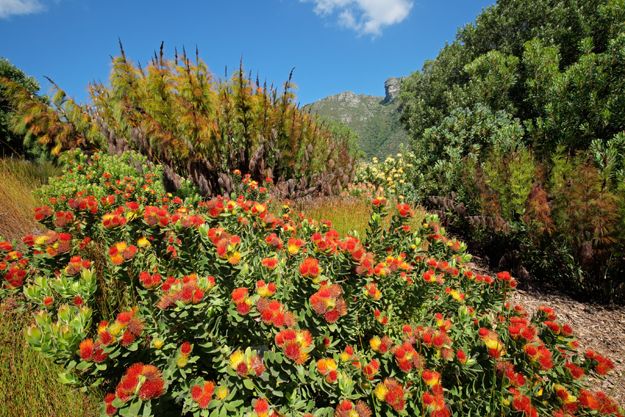 cape floral region protected areas