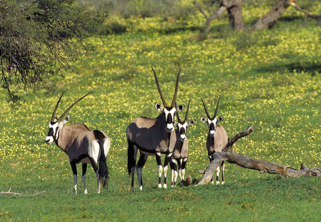 daggaboer safaris