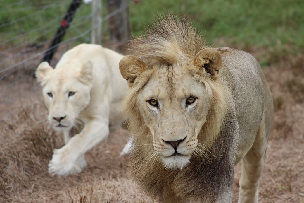 Seaview Lion Park