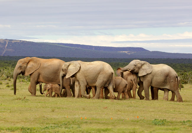 Addo Elephant Park, Eastern Cape