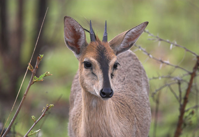 amalinda-nature-reserve-eastern-cape