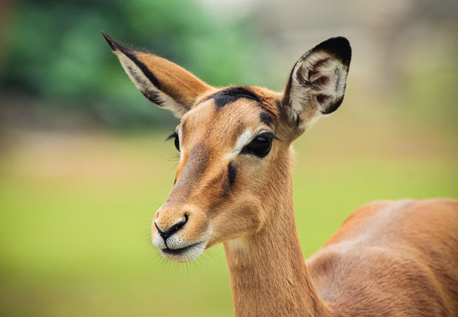 Kuleni Game Park, Kwazulu Natal