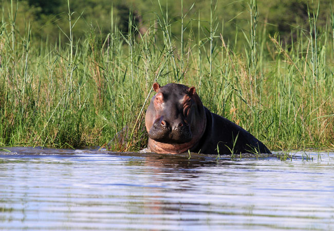 iSimangaliso Wetland Park, KwaZulu Natal