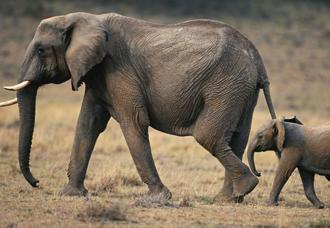 Mabula Game Reserve, Limpopo