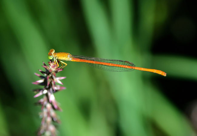 nylsvley-nature-reserve-limpopo