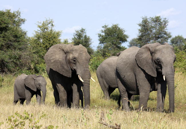 Thornybush Game Reserve, Limpopo