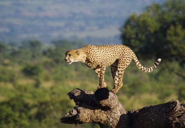 Tshukudu Private Game Reserve, Limpopo