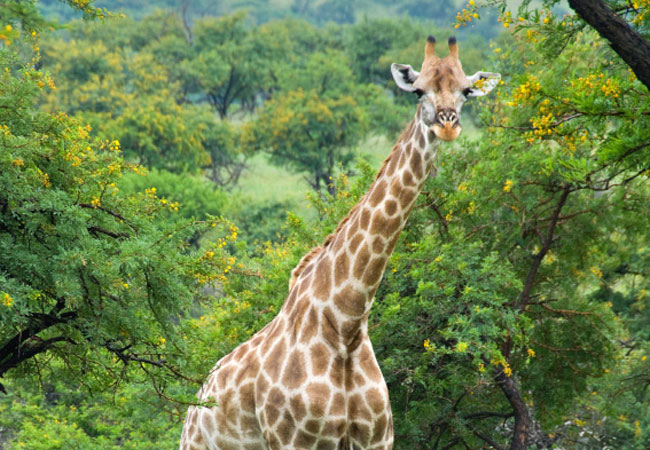 d'Nyala Nature Reserve, Limpopo