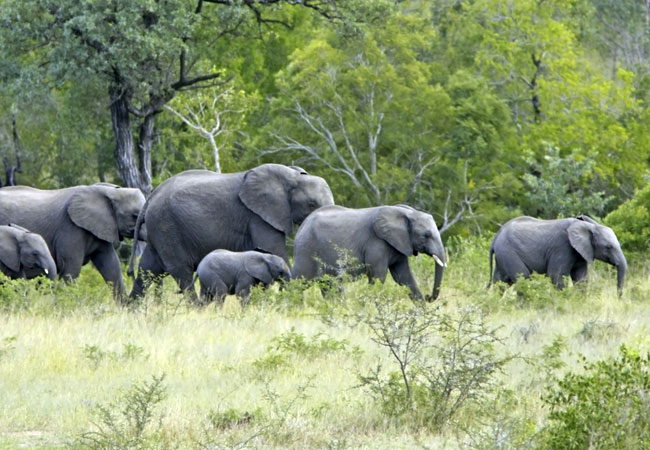 Kruger National Park, Mpumalanga