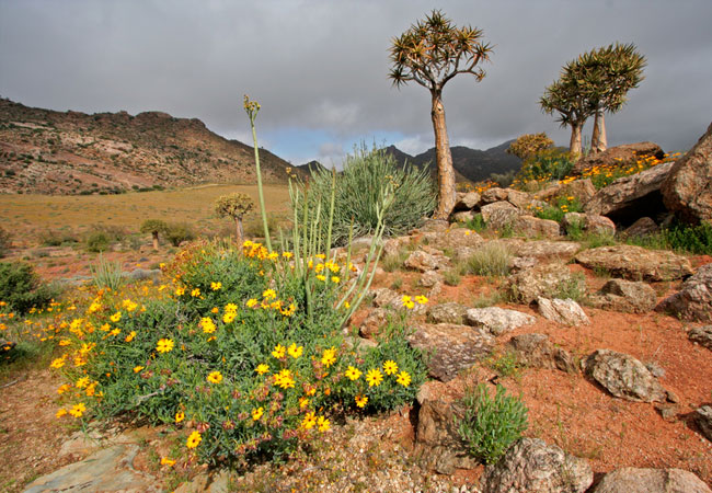 Namaqua National Park | South African History Online