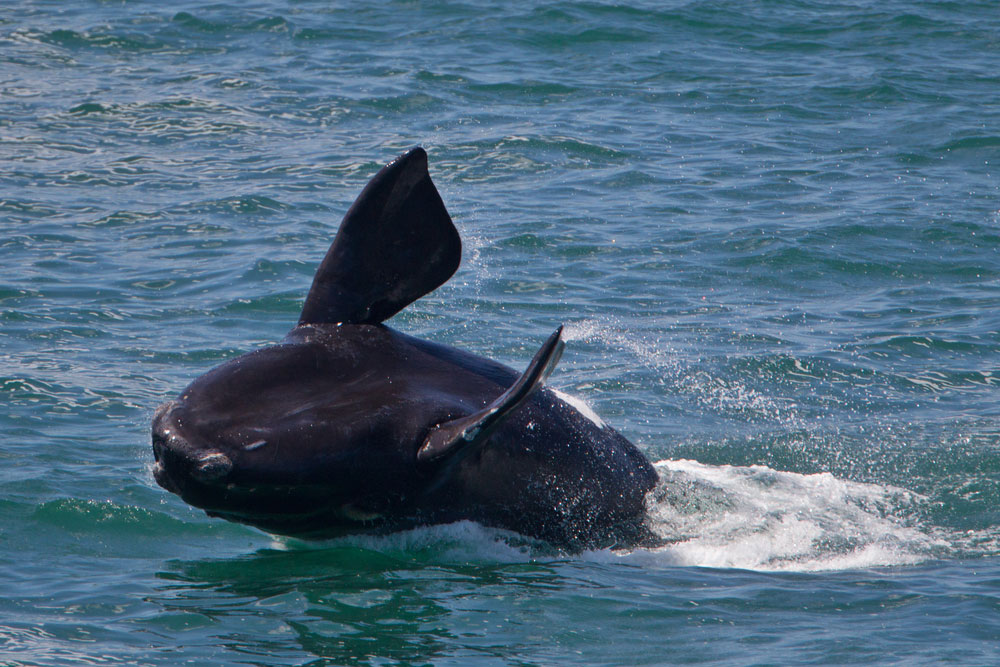 Whale Watching in West Coast