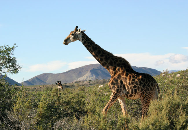 sanbona-wildlife-reserve-western-cape