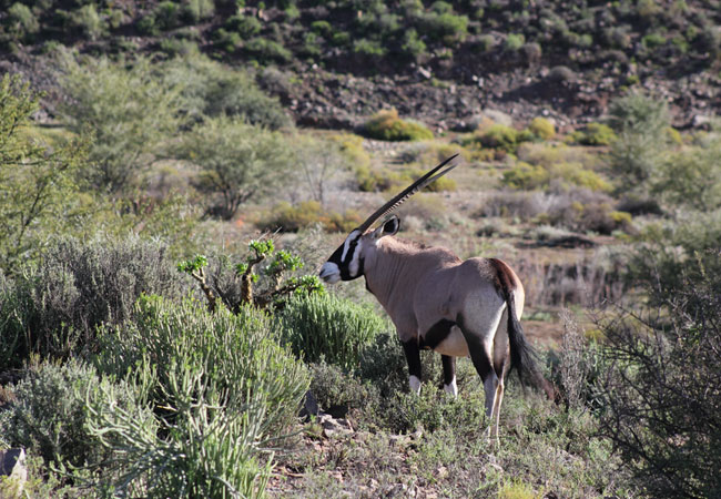 Sanbona Wildlife Reserve, Western Cape