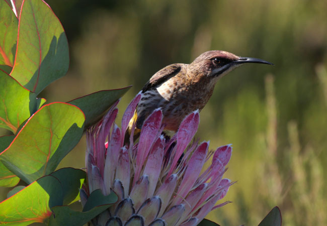 Riviersonderend Conservation Area, Western Cape