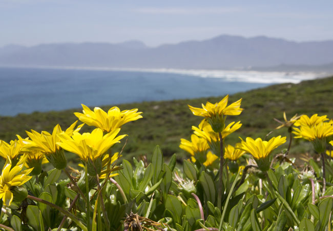 Walker Bay Nature Reserve, Western Cape