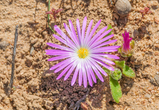 NAMAQUALAND, Northern Cape