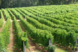 Tulbagh Wine Route, Cape Winelands