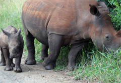 Kragga Kamma Game Reserve 