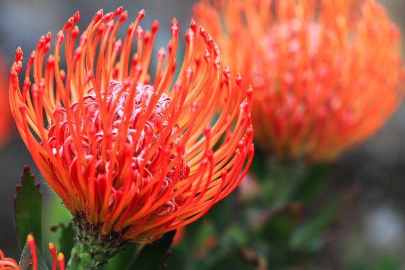 Leucospermum cordifolium