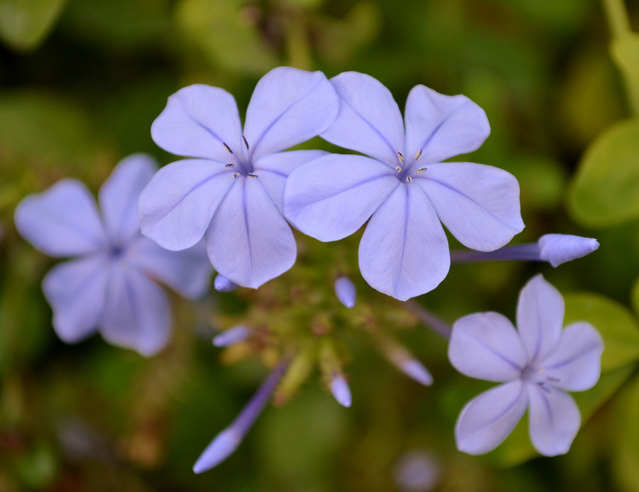 Plumbago auriculata