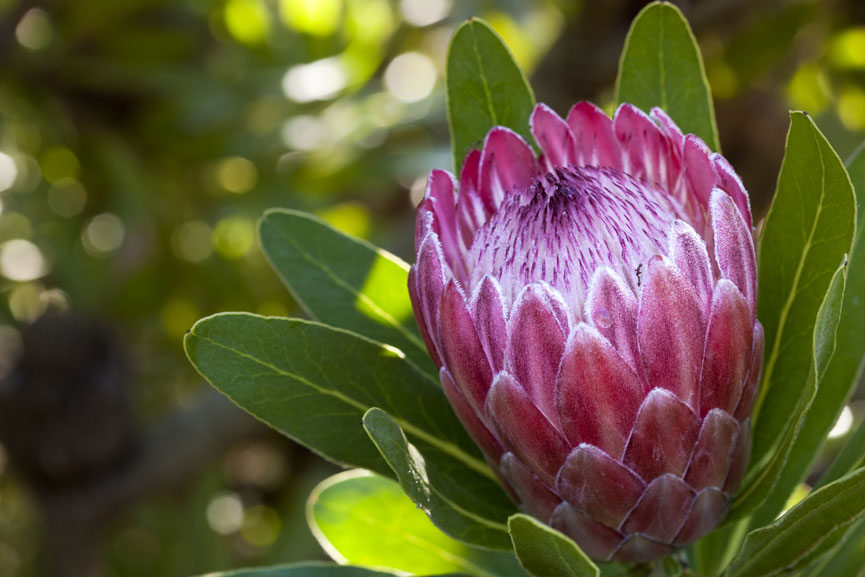 Southern African Protea Flower