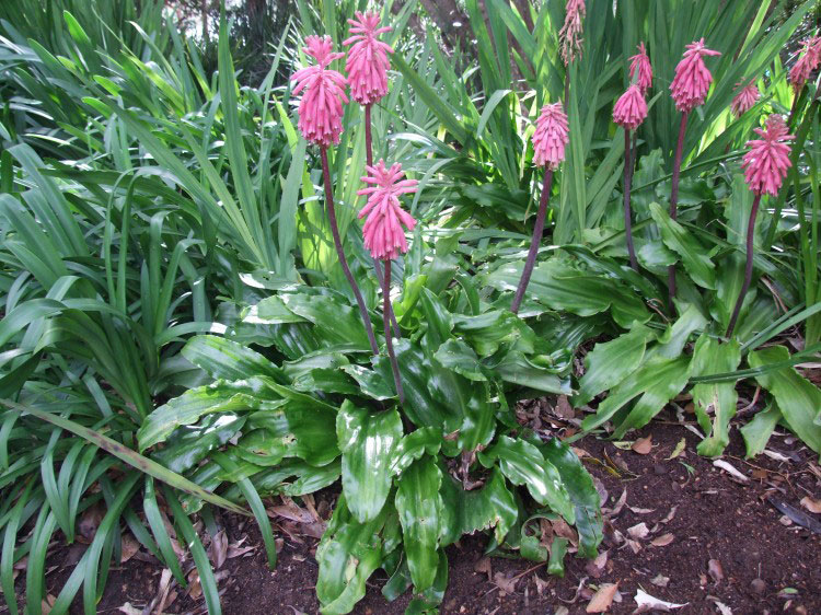 Veltheimia bracteata