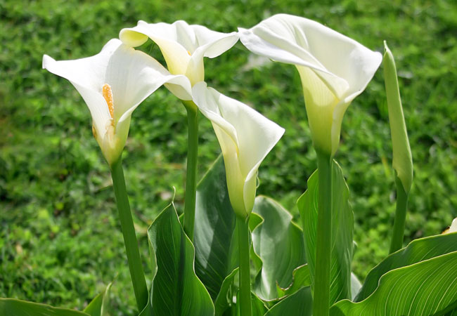 Zantedeschia Aethiopica {Arum lily}
