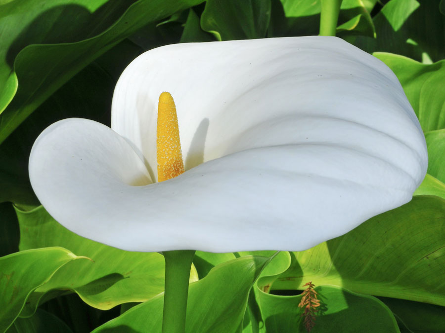 Zantedeschia Aethiopica {Arum lily}