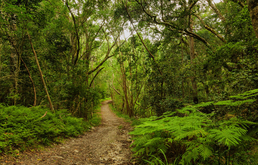 Salt River Hiking Trail Salt River Mouth Hiking Trail In Natures Valley, Garden Route