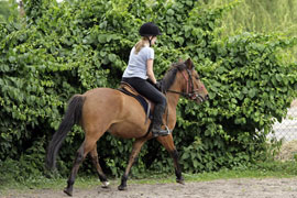 Horse Ride through Spier Vineyards