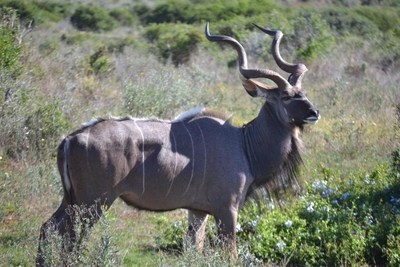 Barefoot Addo Elephant Lodge