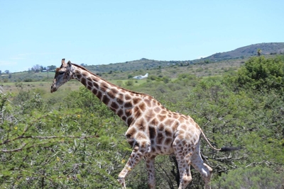 Barefoot Addo Elephant Lodge