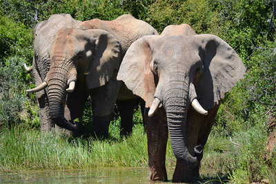 Barefoot Addo Elephant Lodge