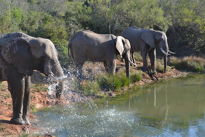 Barefoot Addo Elephant Lodge