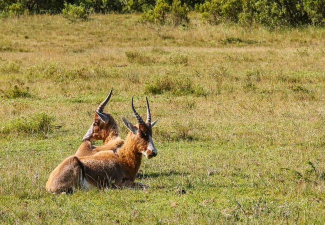 Game Viewing